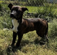 Lucy - Photo 2