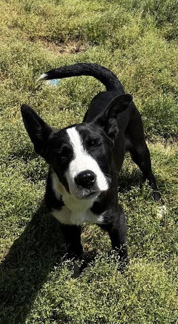SNOOPY - Feist available for adoption