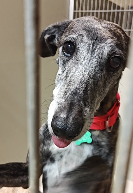 LYDIA - Greyhound / Saluki available for adoption