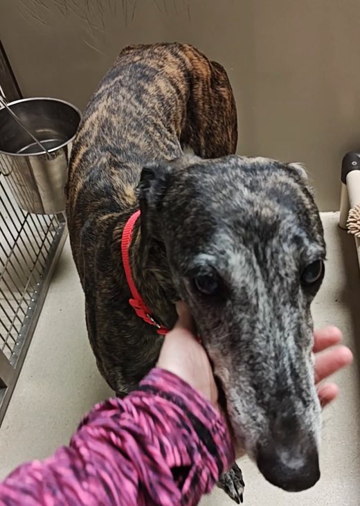 LYDIA - Greyhound / Saluki available for adoption