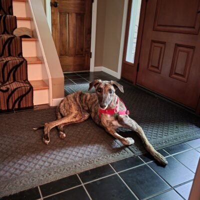 MARIÓN - Greyhound / Galgo Spanish Greyhound available for adoption