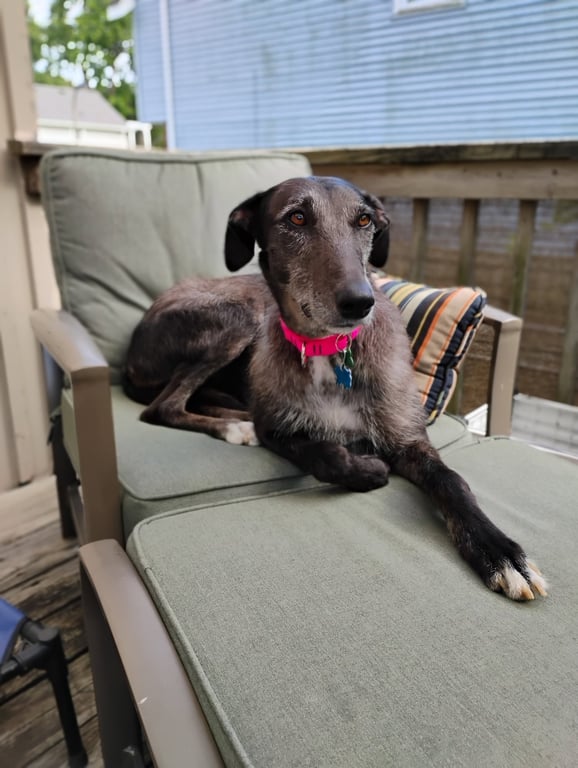 Moxie Image