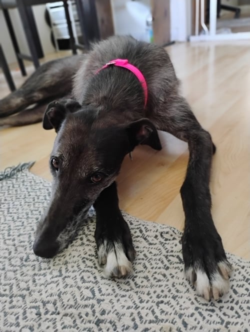 MOXIE - Greyhound / Irish Wolfhound available for adoption