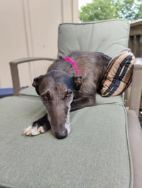 Moxie - Photo 3