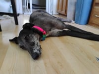 Moxie - Photo 4