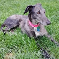 Moxie - Photo 5
