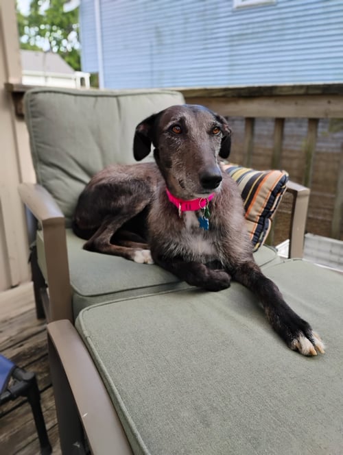 MOXIE - Greyhound / Irish Wolfhound for adoption in Overland Park