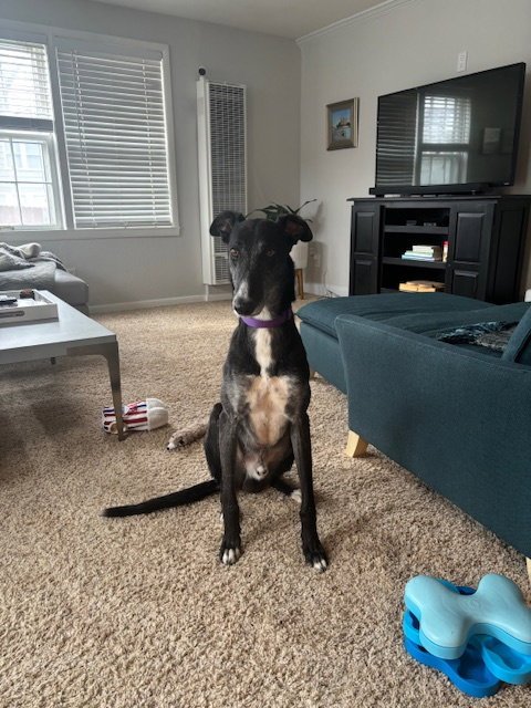 THEO - Greyhound available for adoption