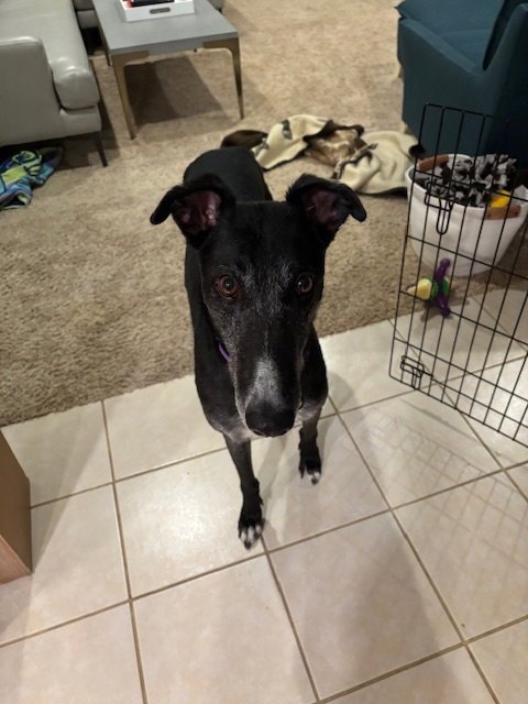 THEO - Greyhound available for adoption