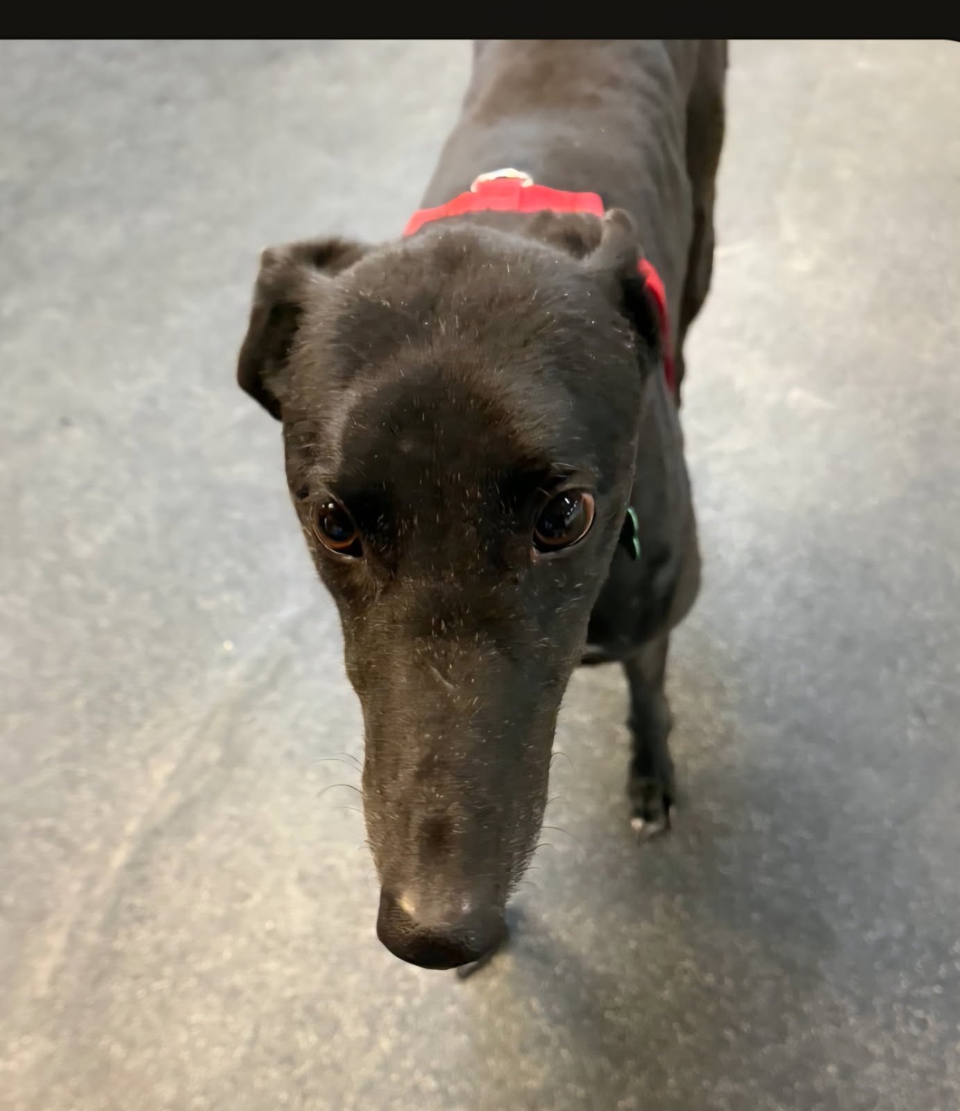 GLORY - Greyhound available for adoption