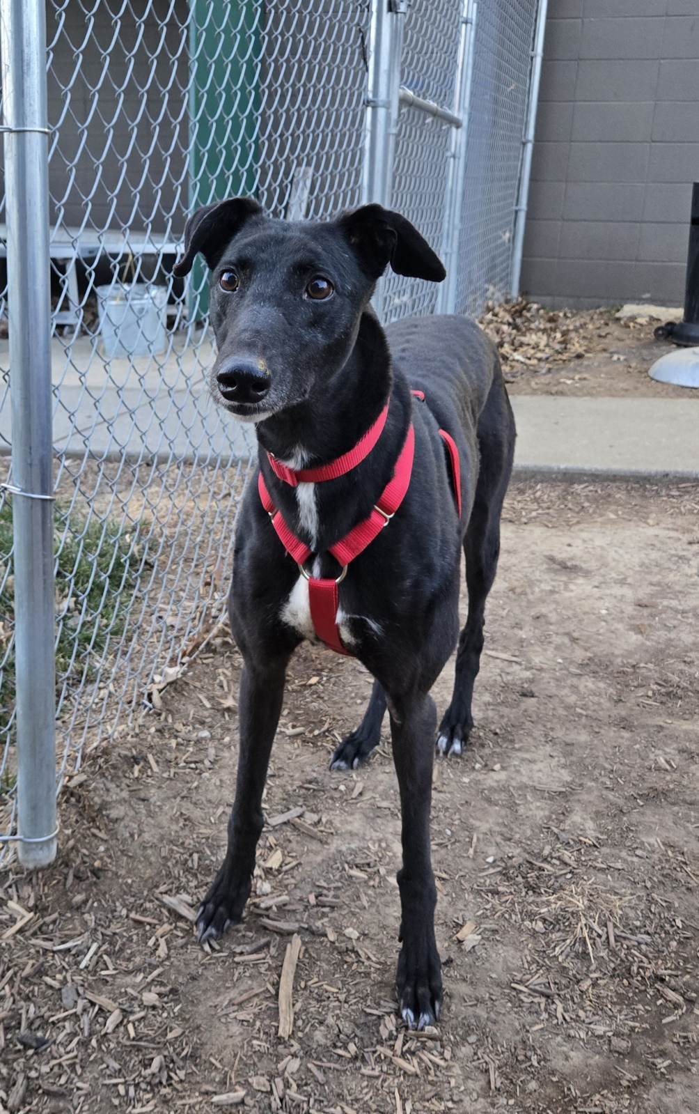 GLORY - Greyhound available for adoption