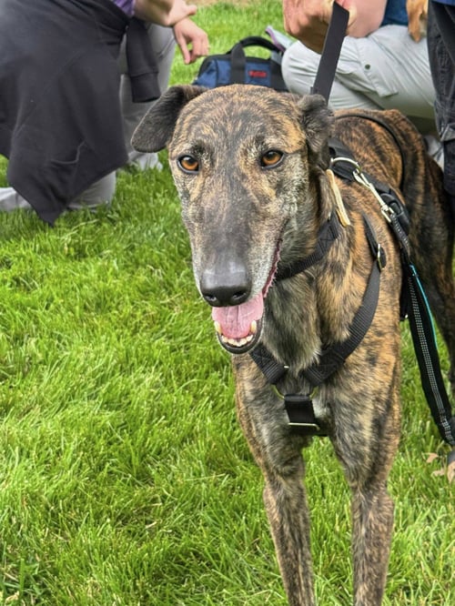 SOLO - Galgo Spanish Greyhound for adoption in Overland Park