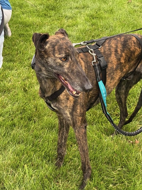 SOLO - Galgo Spanish Greyhound available for adoption
