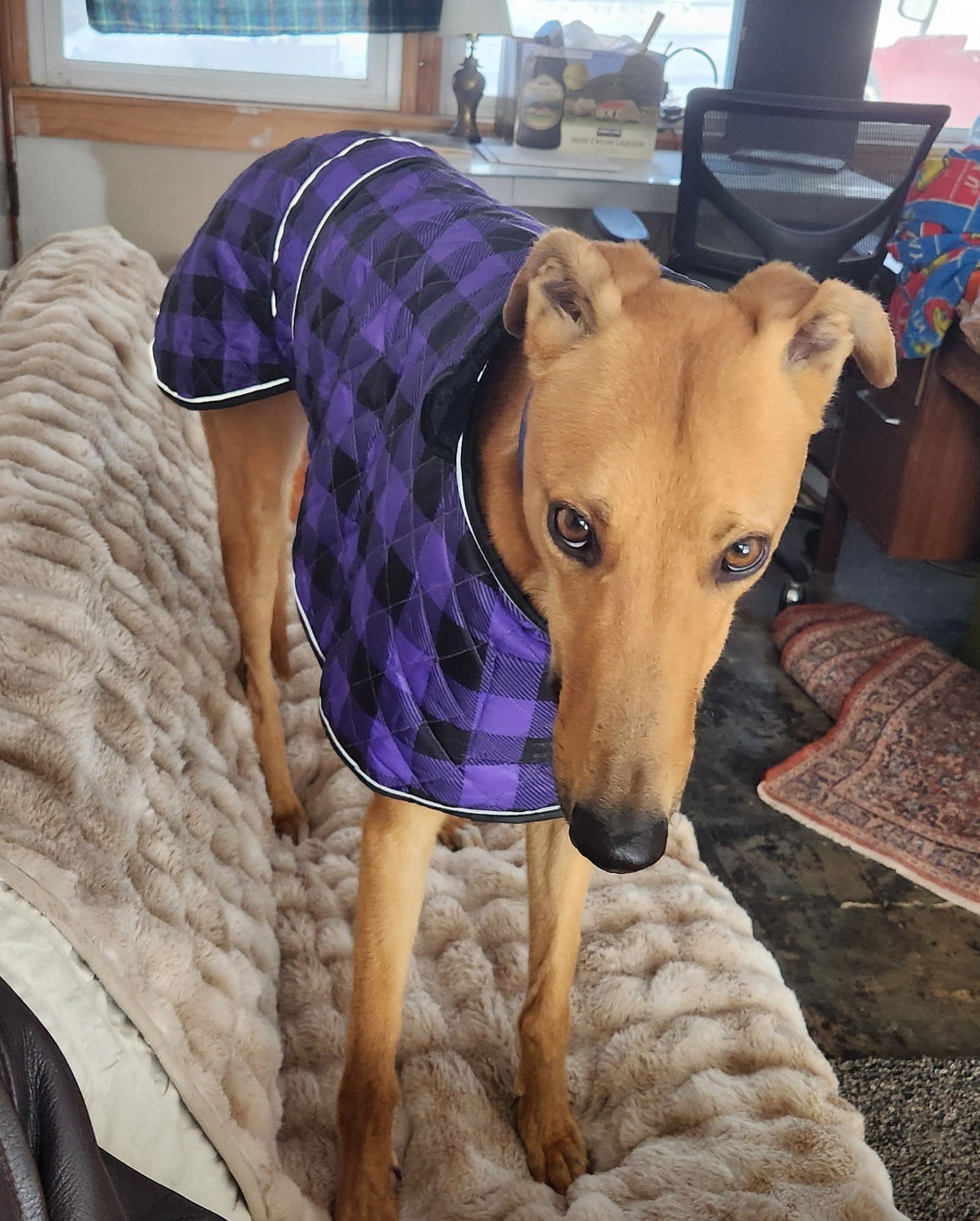 HENLEY - Greyhound available for adoption