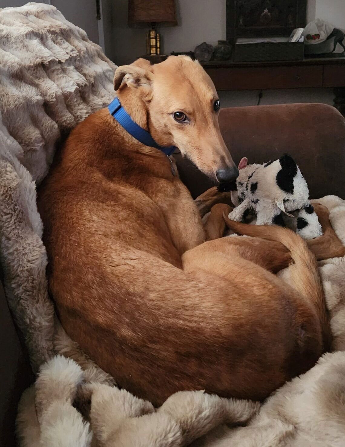 HENLEY - Greyhound available for adoption