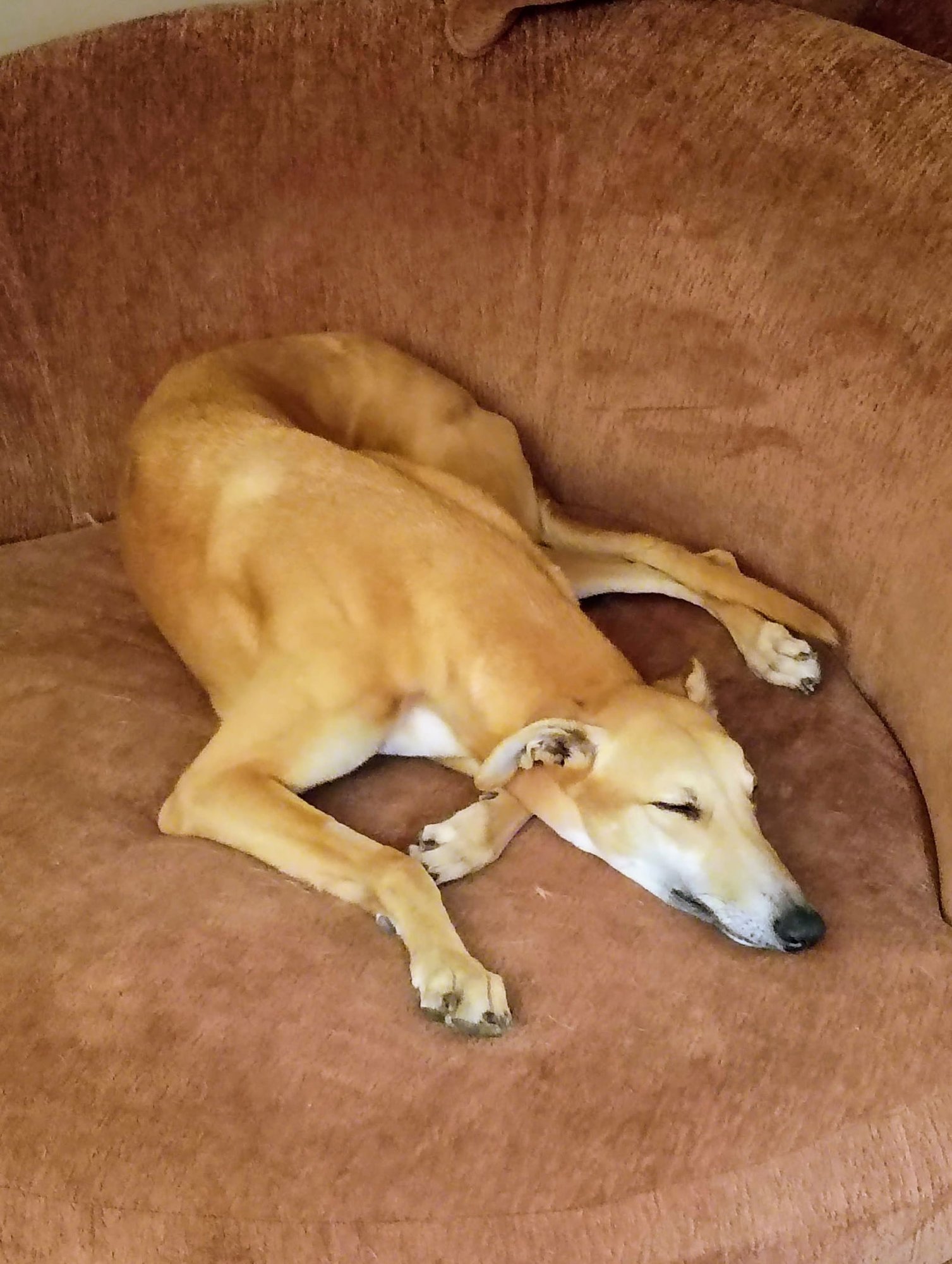 ELOISE - Greyhound available for adoption