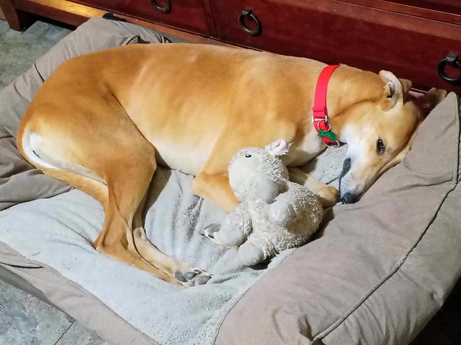 ELOISE - Greyhound available for adoption