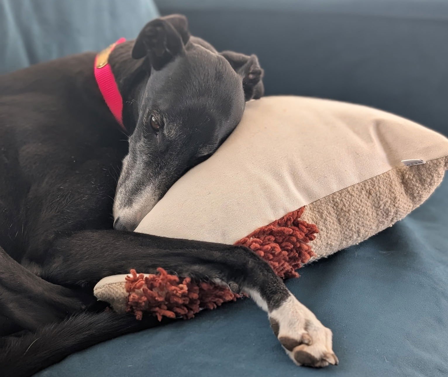 LISBON - Greyhound available for adoption