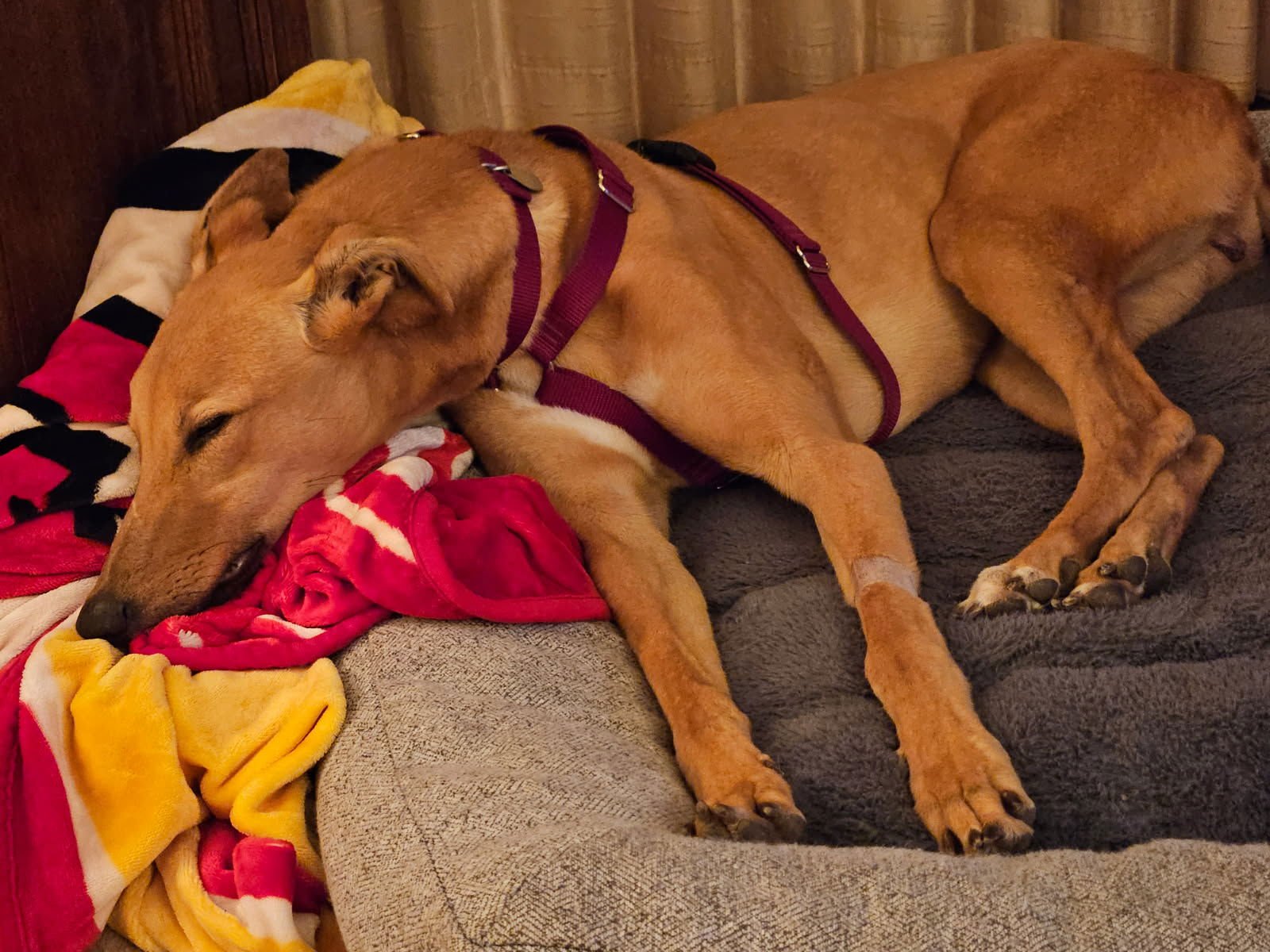 HUDSON - Greyhound available for adoption