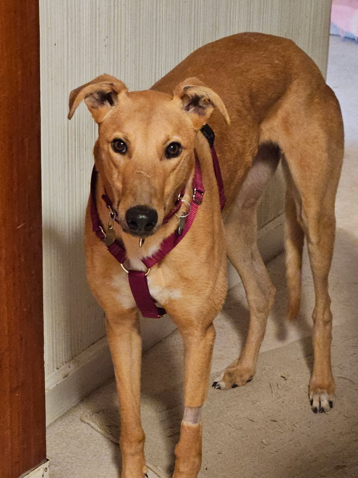 HUDSON - Greyhound available for adoption