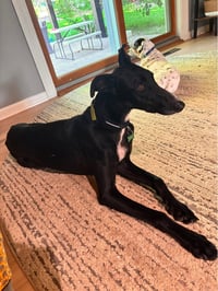 Penny - Photo 1