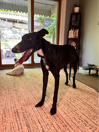 Penny - Photo 2