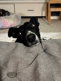 Penny - Photo 3
