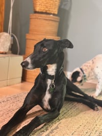 Penny - Photo 4