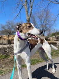 Charlie - Photo 3