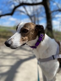 Charlie - Photo 4
