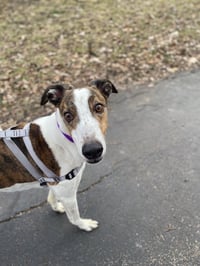 Charlie - Photo 2