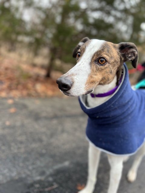 CHARLIE - Greyhound / Hound for adoption in Overland Park