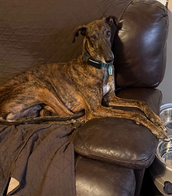 MABUINO - Greyhound / Galgo Spanish Greyhound available for adoption