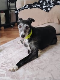 Nelly - Photo 4
