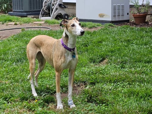 BILLIE - Halden Hound (Haldenstrover) available for adoption