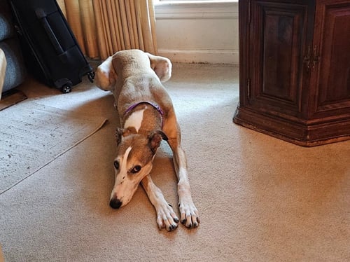 BILLIE - Halden Hound (Haldenstrover) for adoption in Overland Park