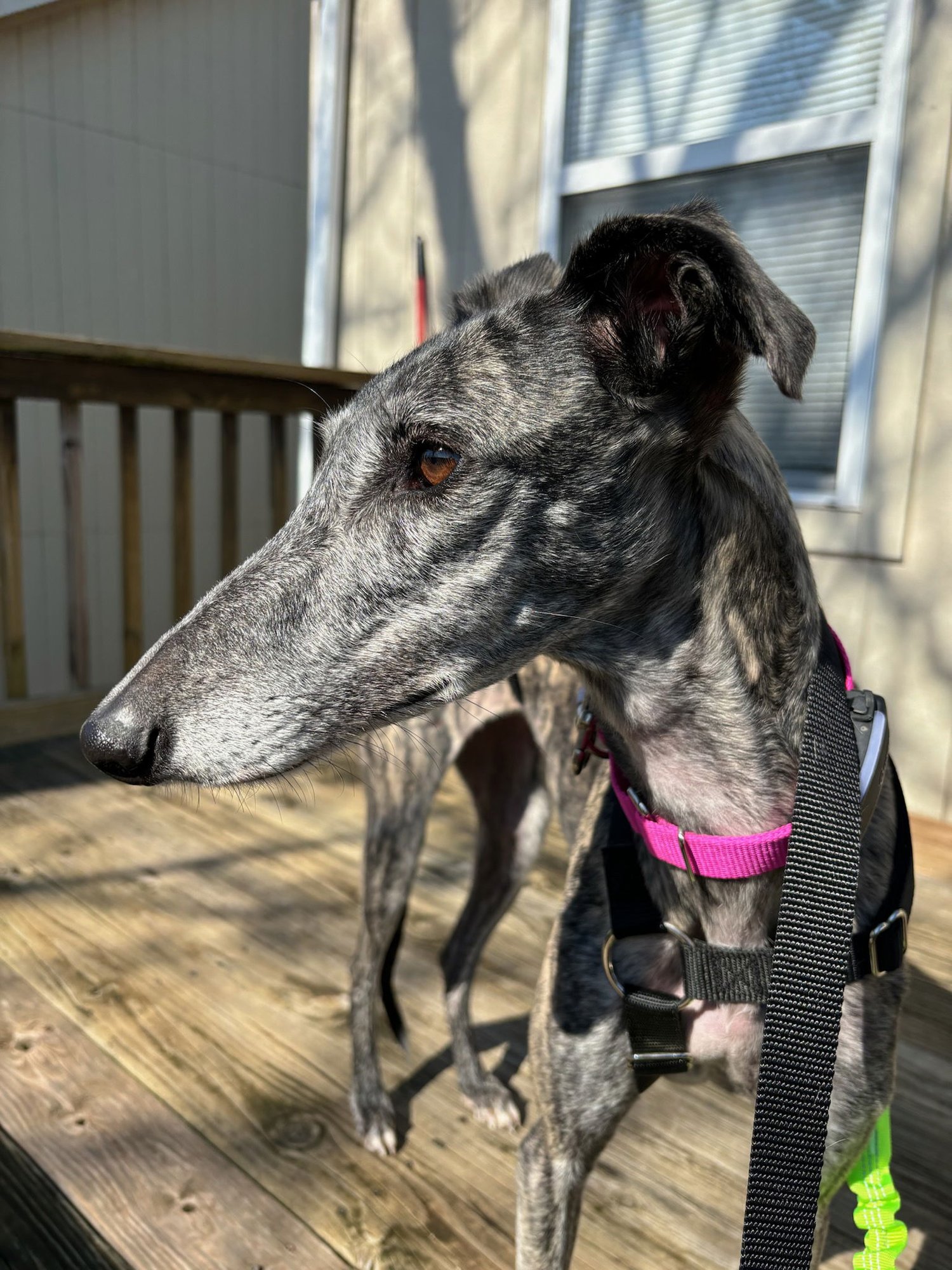 DESPE - Greyhound / Galgo Spanish Greyhound available for adoption