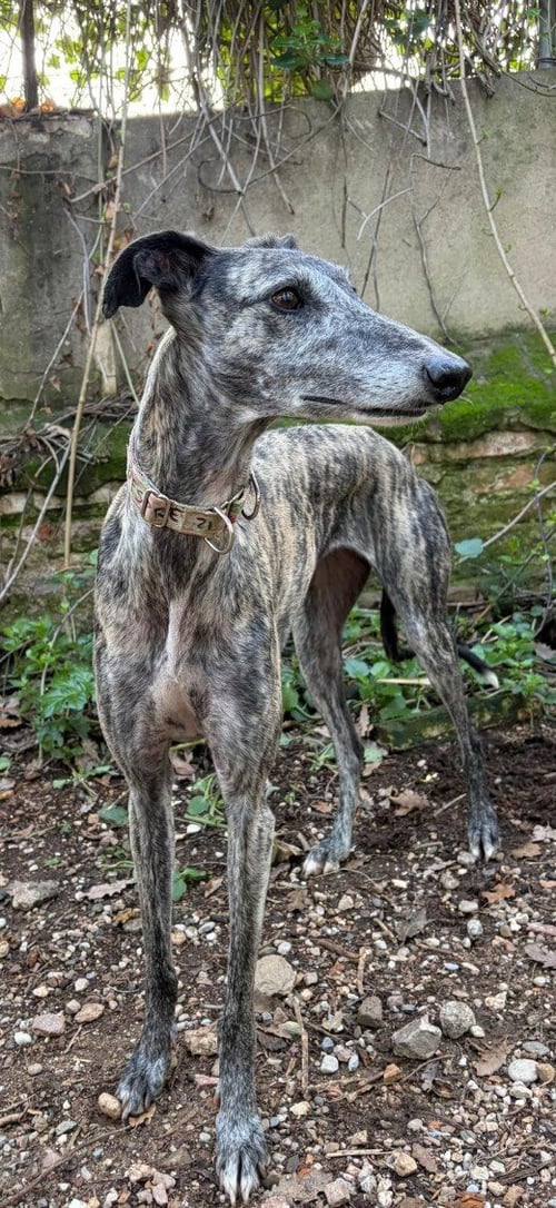 DESPE - Greyhound / Galgo Spanish Greyhound for adoption in Overland Park