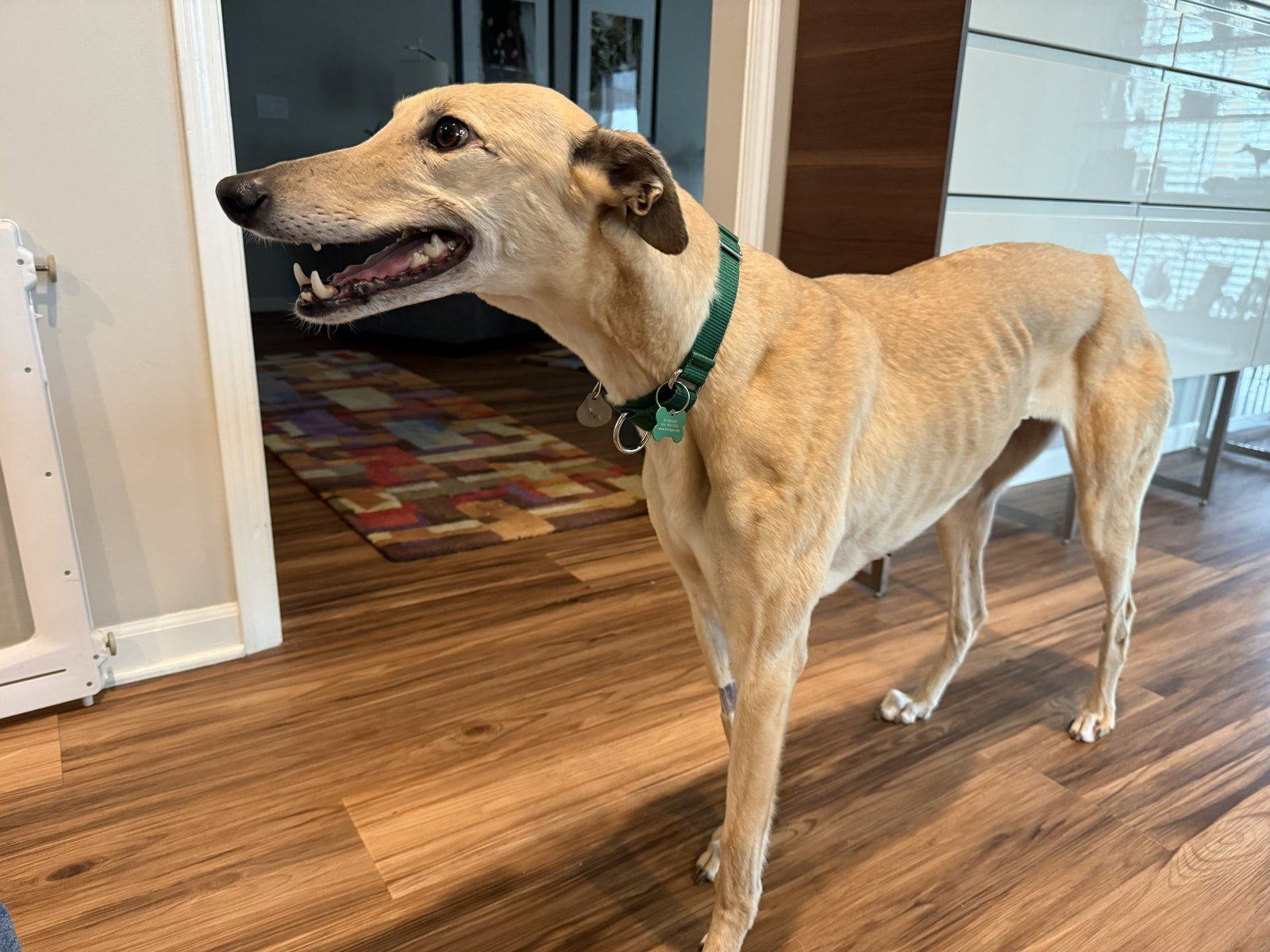 JANE - Greyhound available for adoption