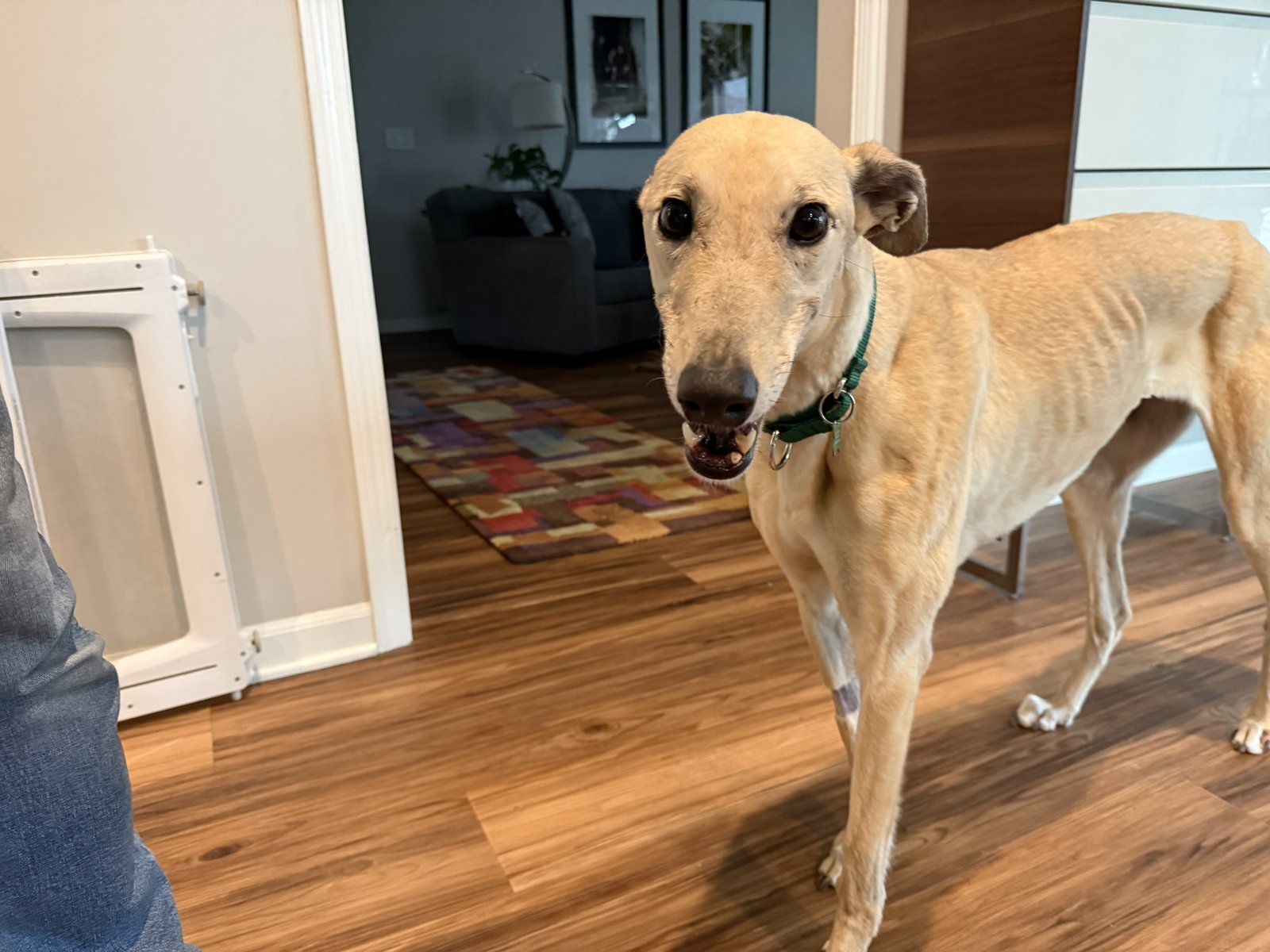 JANE - Greyhound available for adoption