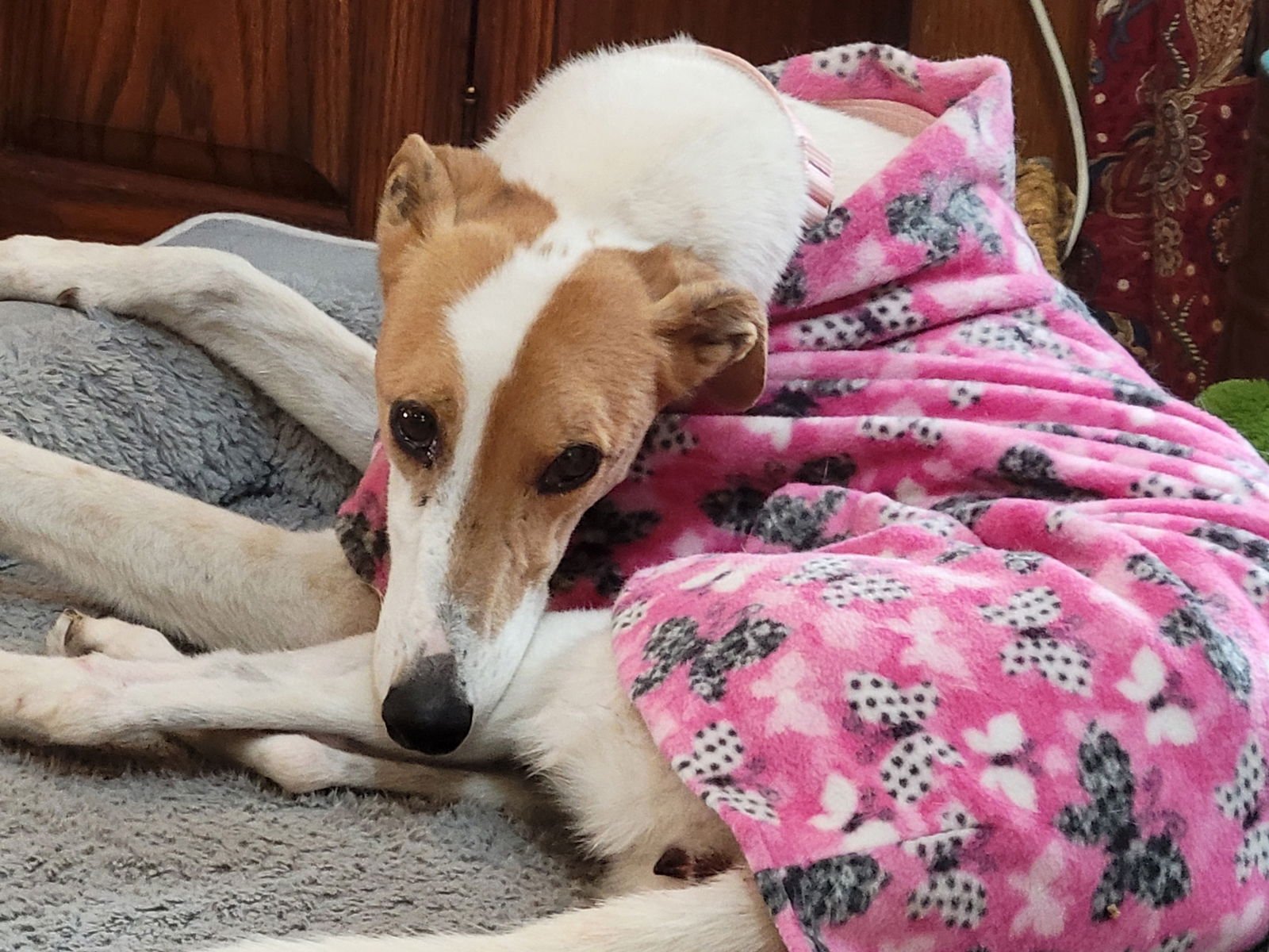 JOY - Greyhound available for adoption