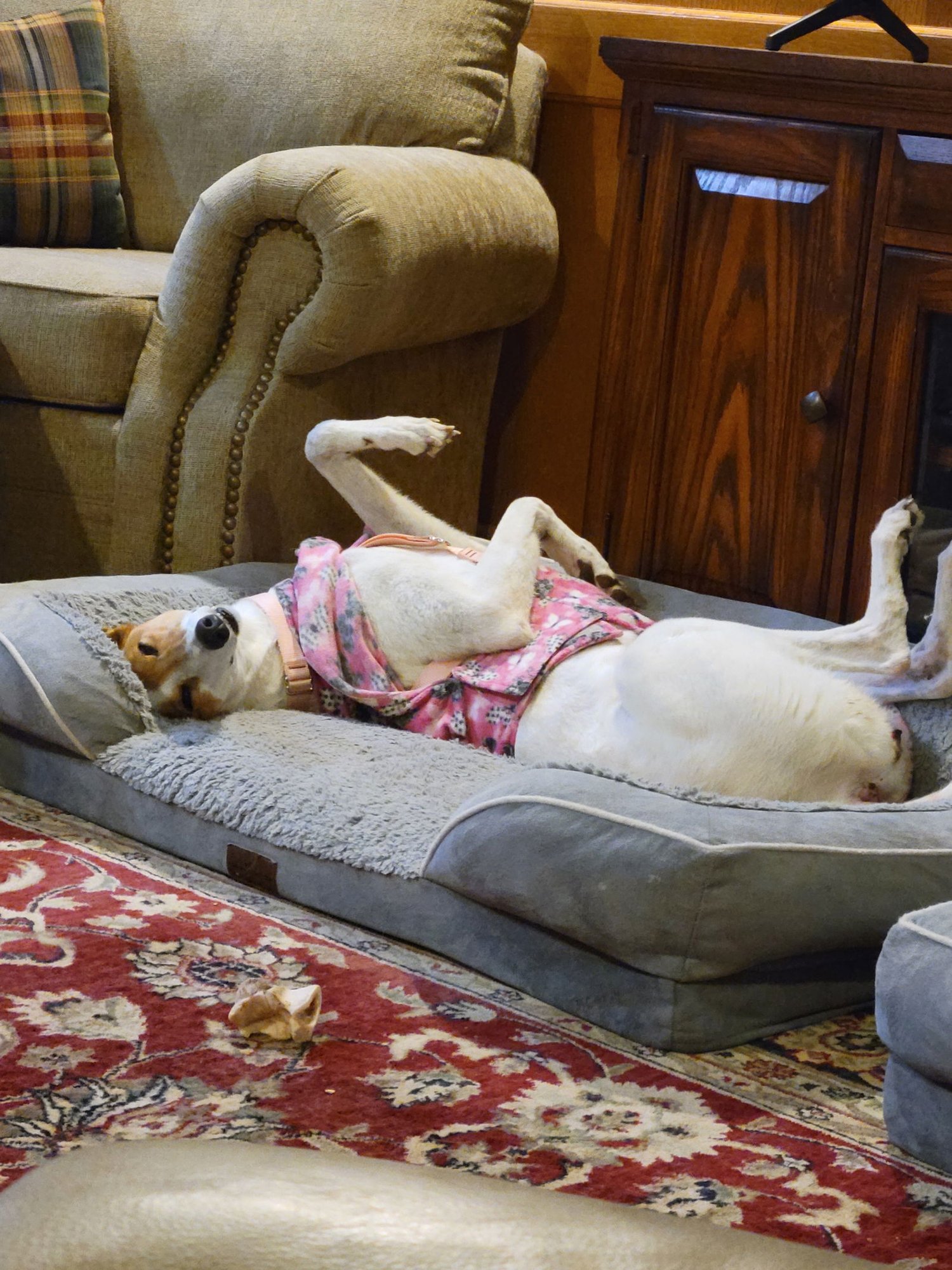 JOY - Greyhound available for adoption