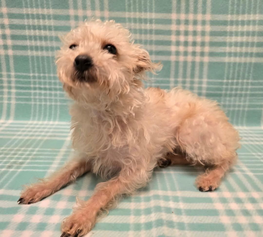 ROSE - Terrier / Poodle (Miniature) available for adoption