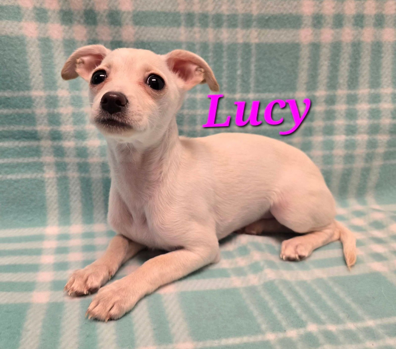 LUCY - Terrier / Chihuahua available for adoption