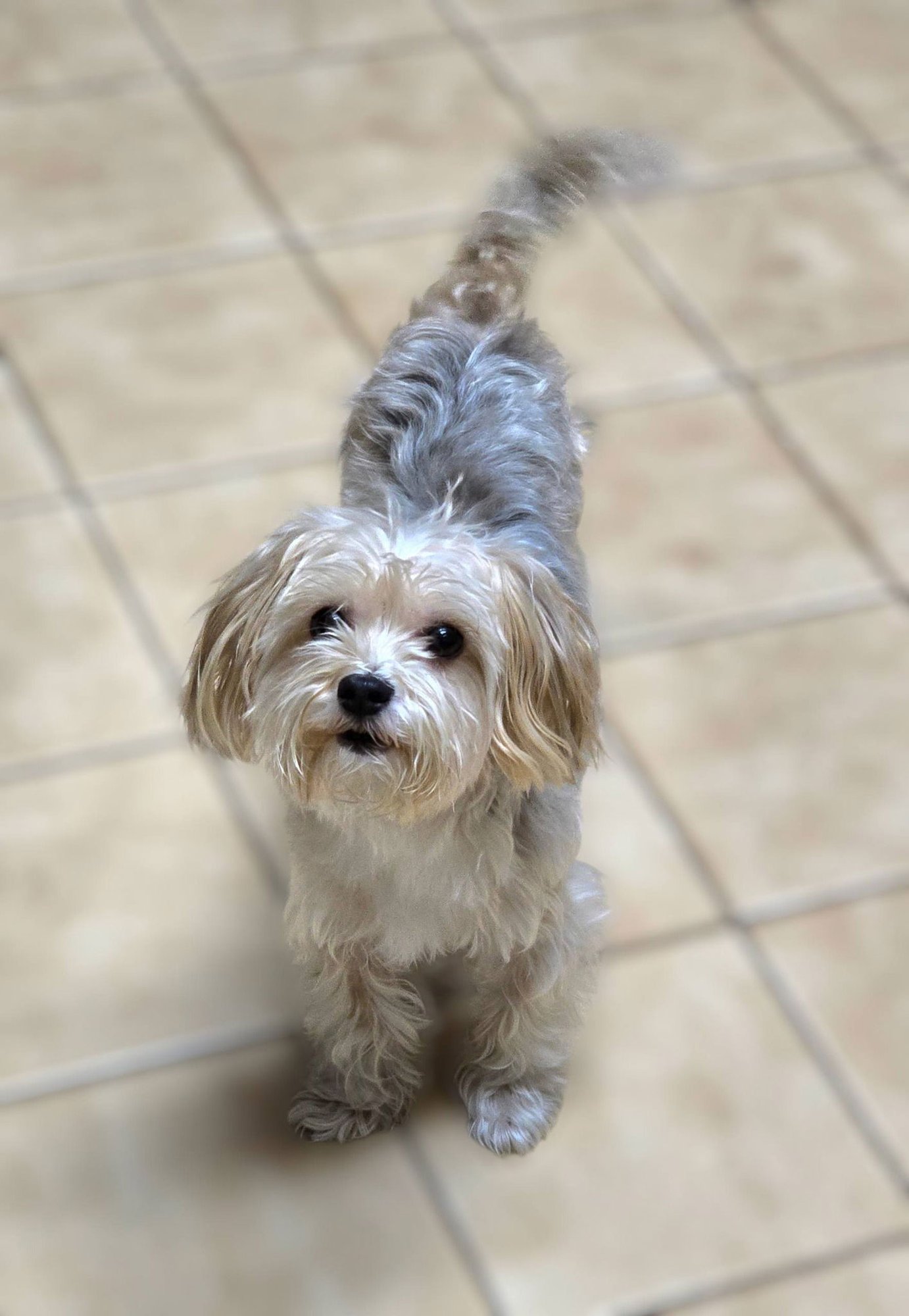 MINNIE - Yorkshire Terrier Yorkie / Poodle (Miniature) available for adoption