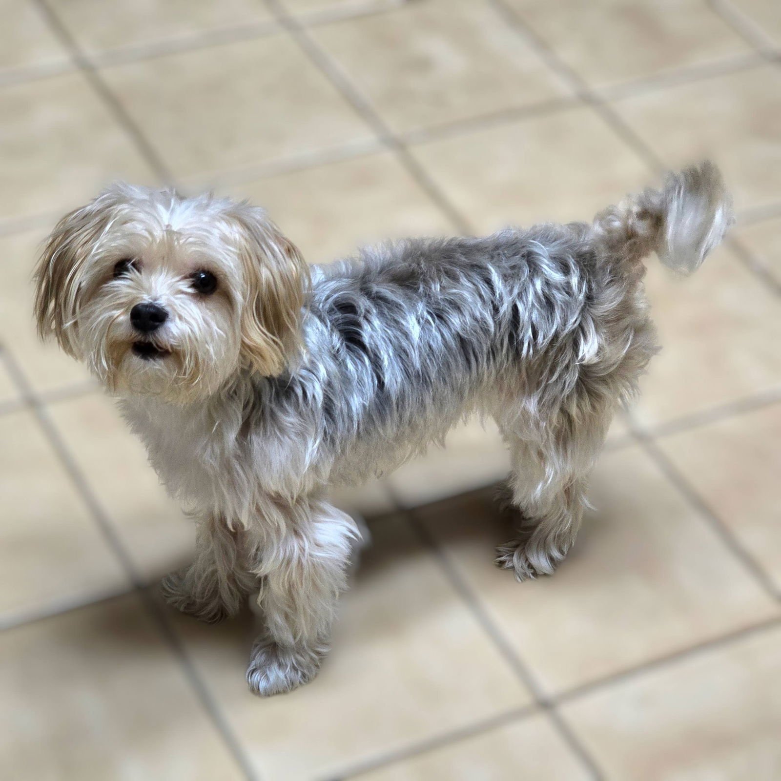 MINNIE - Yorkshire Terrier Yorkie / Poodle (Miniature) available for adoption