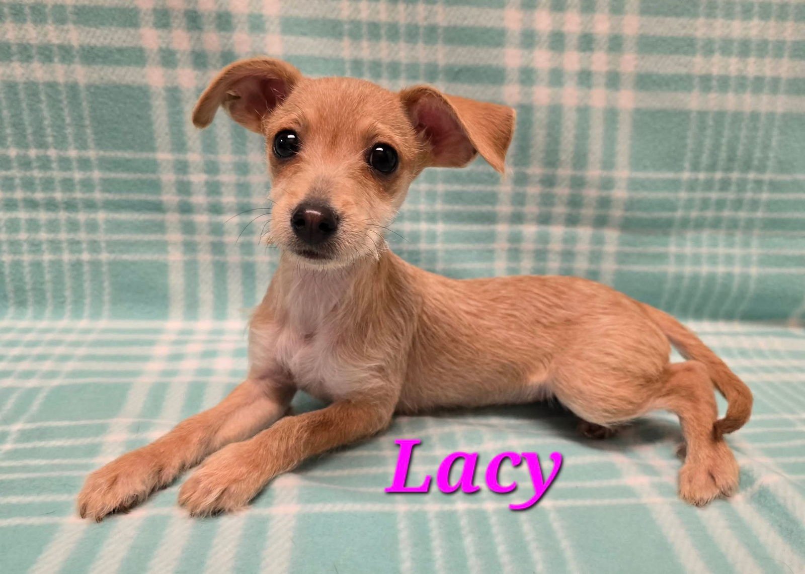 LACY - Terrier / Chihuahua available for adoption