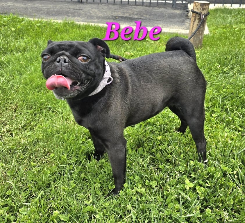 Bebe Image