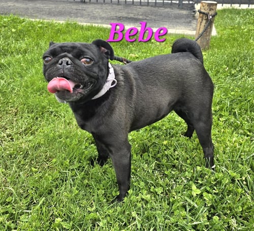 BEBE - Pug available for adoption