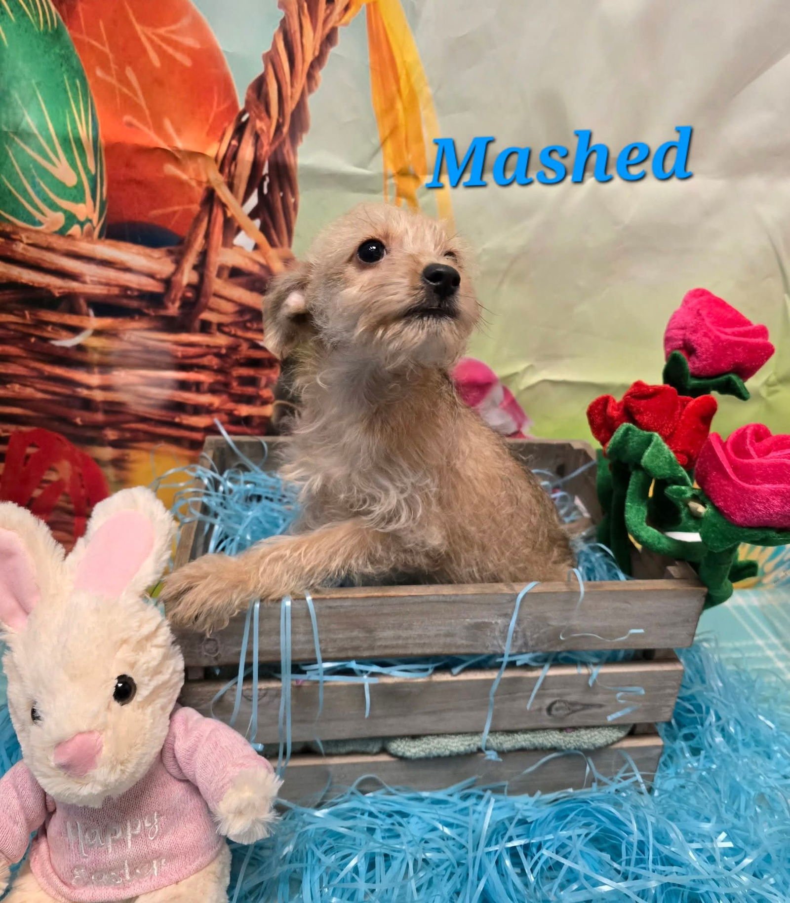 MASHED - Terrier / Poodle (Miniature) available for adoption